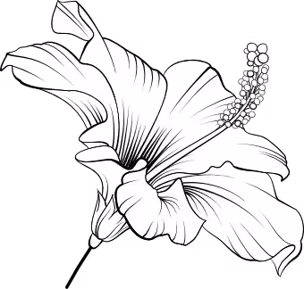 hibiscus
